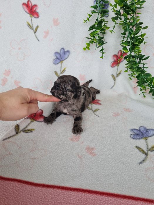 Excelente menino Pug Carlin Merle de Qualidade