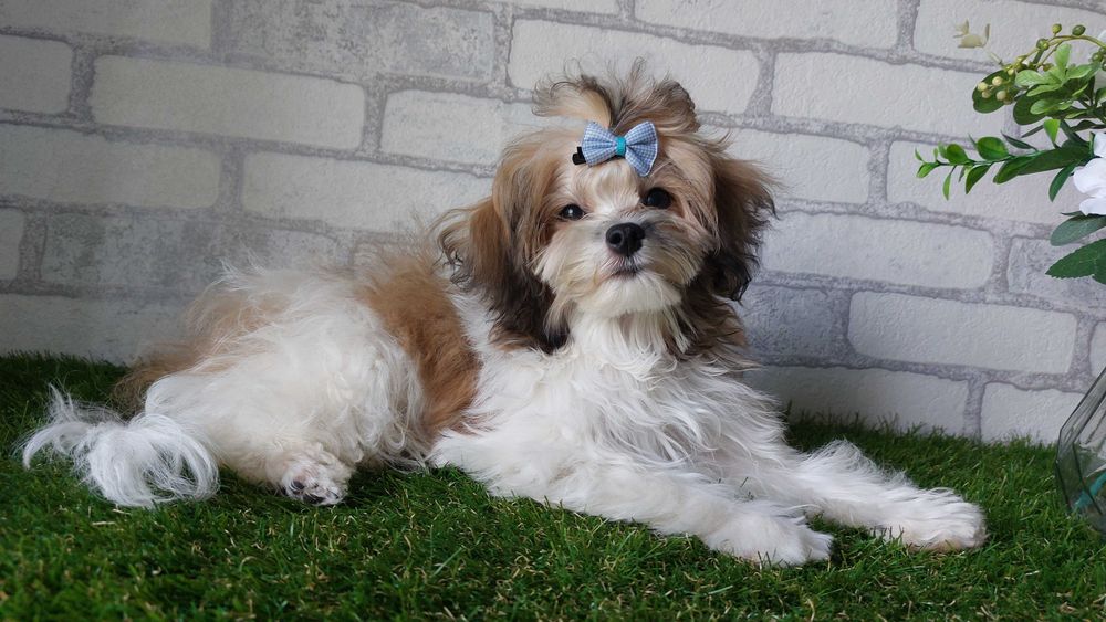 мальтіпу Хлопчики F1