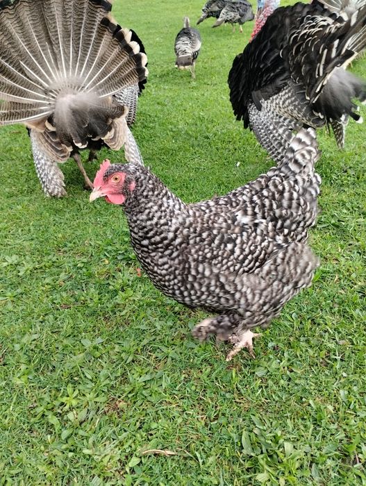 Aves criadas ao ar livre, a solta