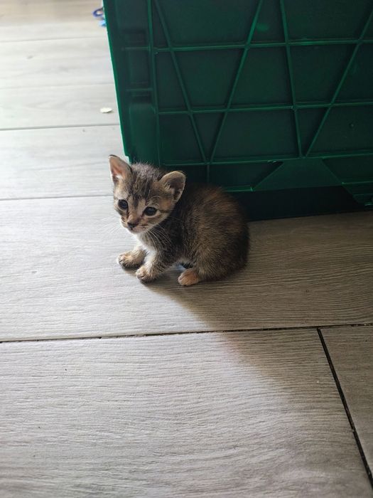 Gatinhos recém nascido