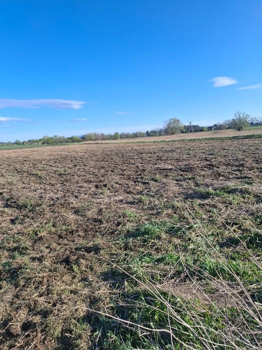 Wydzierżawię pole orne 1,1 ha