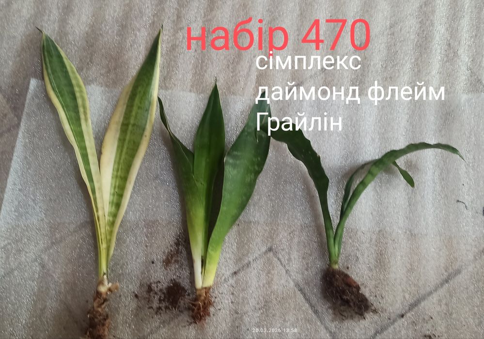 Набори сансевієрій