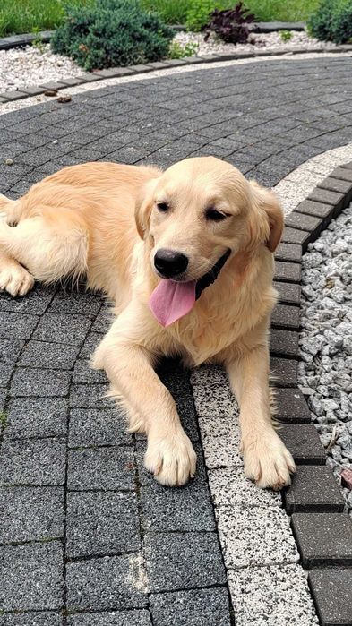 Golden retriever piesek po Championie Pakiet Badań DNA