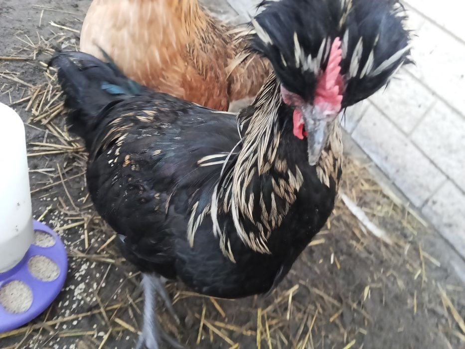 Jaja lęgowe czubatek