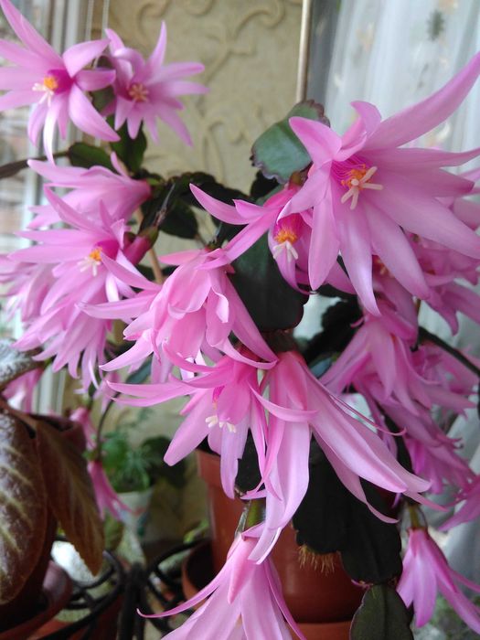 Рипсалидопсис разные