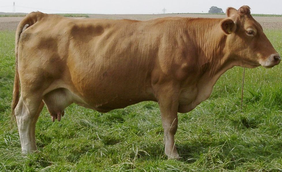 Корова не дорого