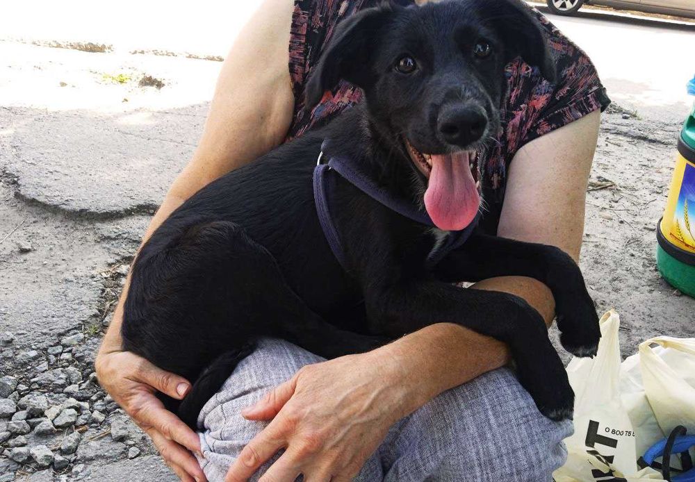 Песик 6 міс. в добрі руки