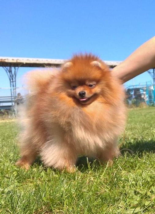 Померанец ВЯЗКА док . FCI