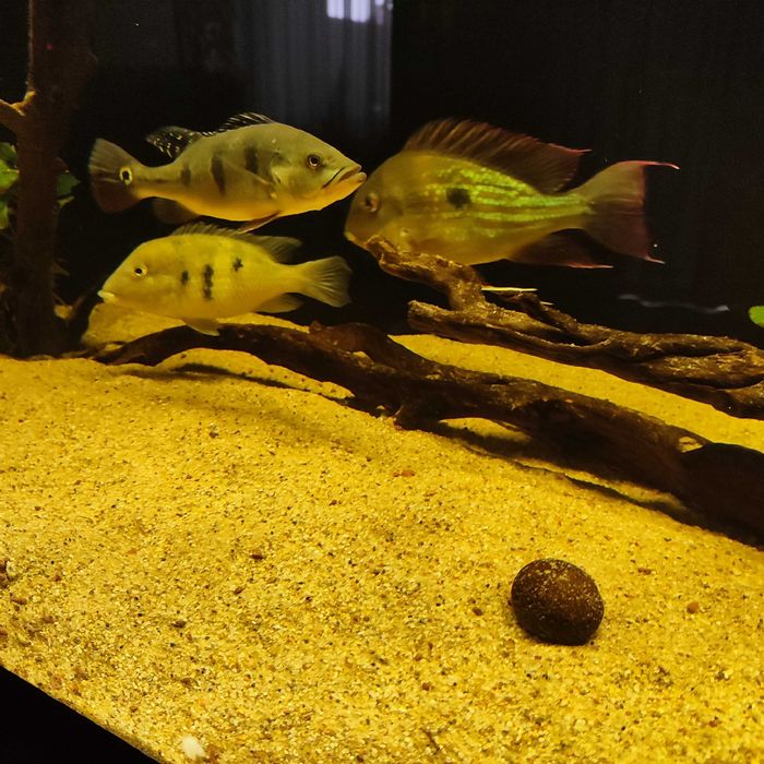 Ziemiojad Winemilleri Geophagus ok. 20cm
