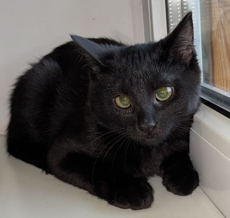 Кошеня (дівчинка, вік 7 міс)