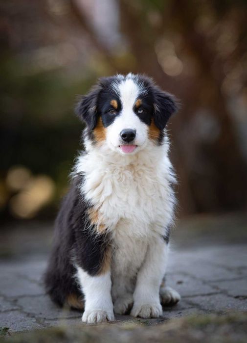 Owczarek Amerykański Miniaturowy (miniatura Owczarka Australijskiego)