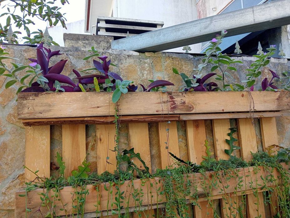 Planta natural super linda e fácil cuidar