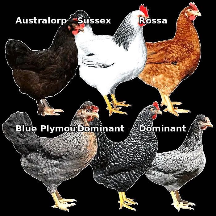 Sprzedam zdrowe, zaszczepione kury – odchowywane od 1 dnia