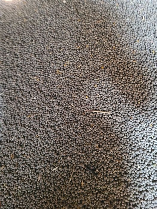 Sprzedam Łubin słodki