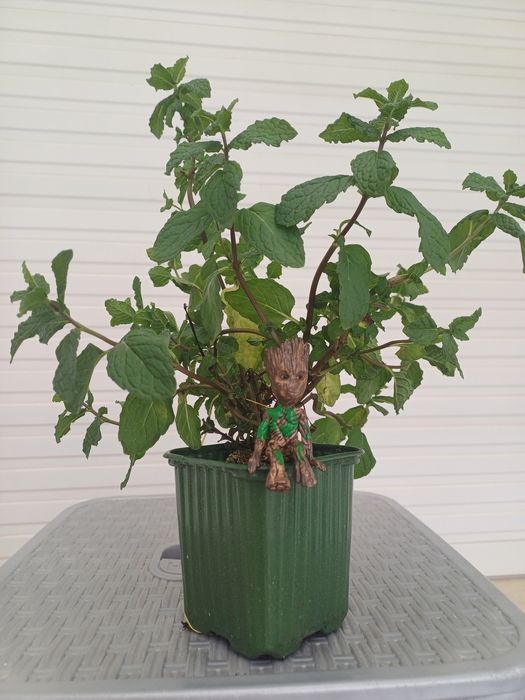 action figure Baby Groot todo país