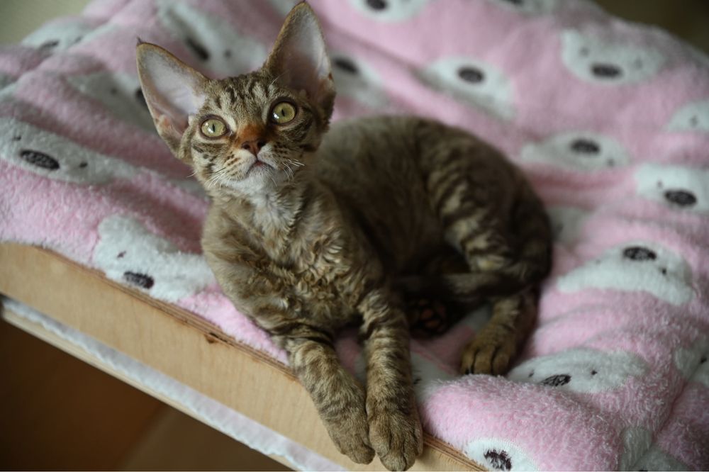 Koteczka Devon Rex Tofi