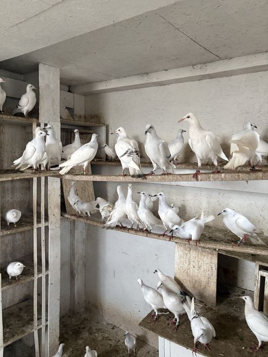 Srebrniaki sreebrniaki 2025