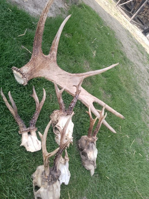 Poroże ,sarny łosia