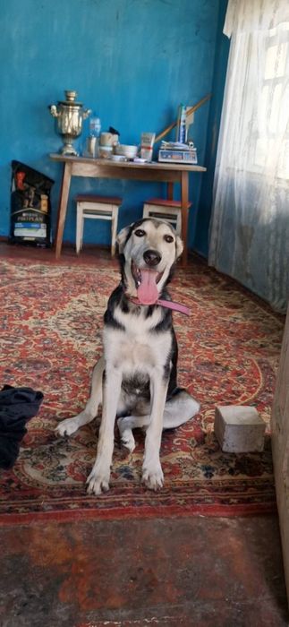 Прекрасный крупный щенок  7 мес ищет дом!