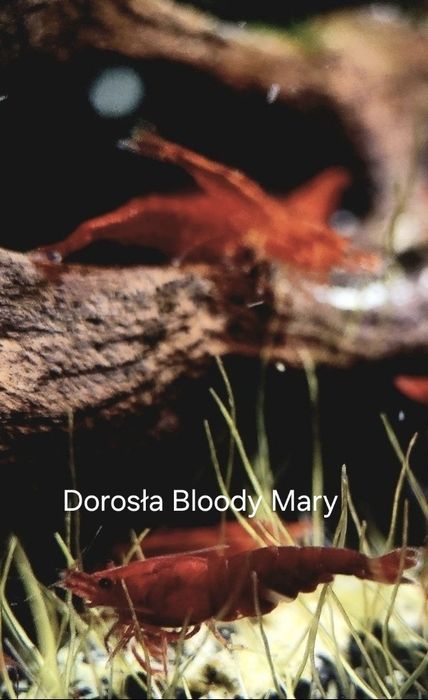 Bloody Mary.    Okazja!!! Likwidacja stada +Gratisy