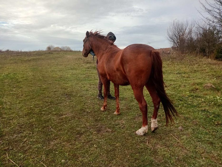 Продається кобила!