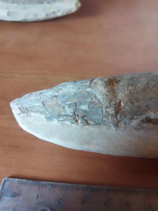 Peixe Fóssil Cretácico