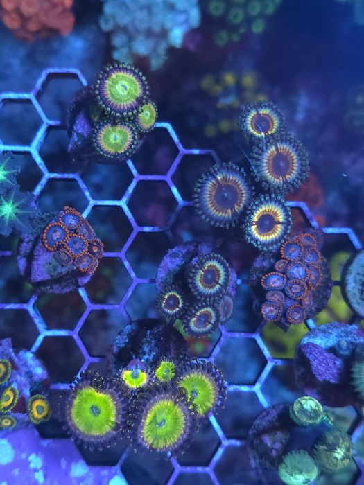 frags para aquario de agua salgada