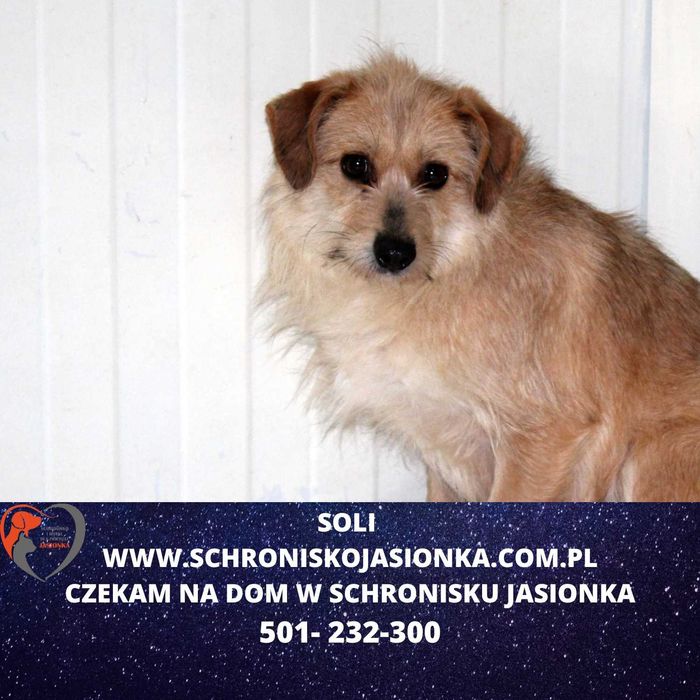 Soli do adopcji – Schronisko Jasionka
