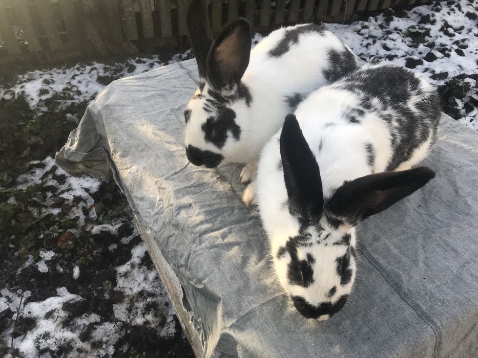 Кролики метелики( змішаних порід).