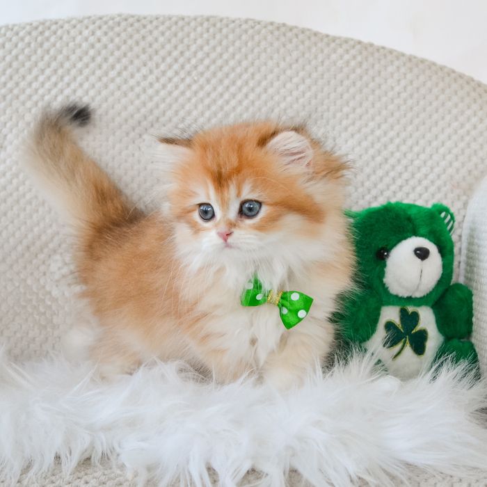 Золотой милашик