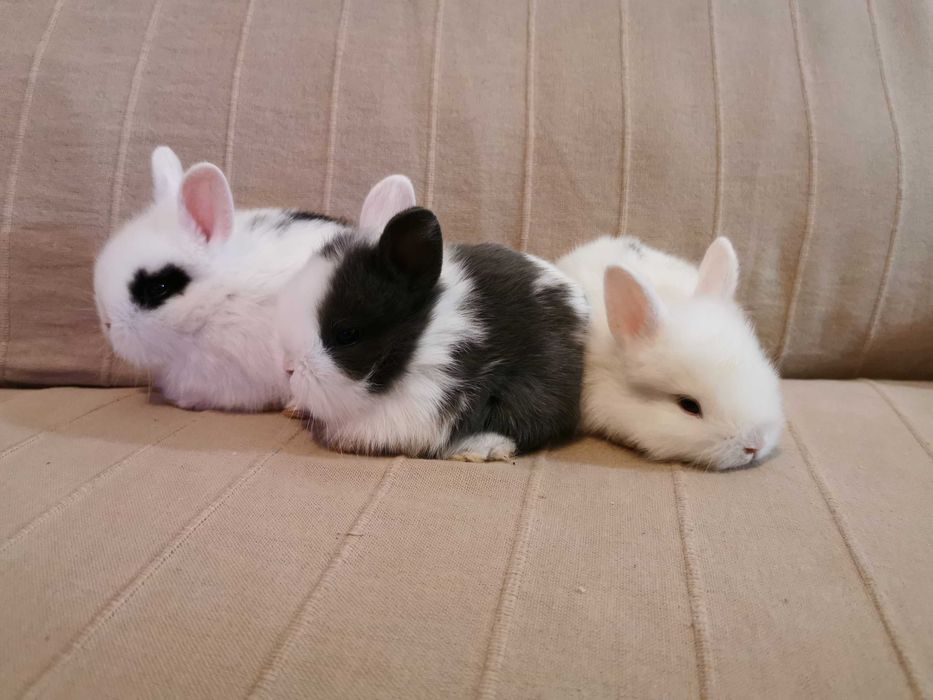 Coelhos anões angorá, holandês mini e minitoy muito fofos