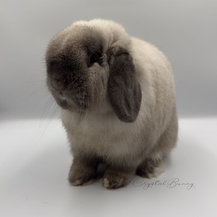 MINI LOP królik karzełek miniaturka ZAREJESTROWANA HODOWLA