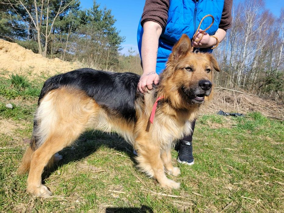 Piękny Max do adopcji