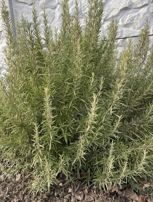 Розмарин зимуючий