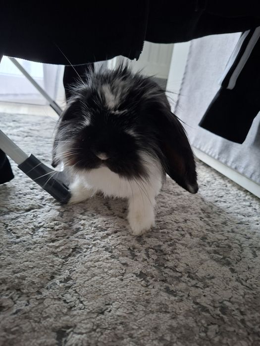 Króliczek Mini Lop z  całą wyprawką!