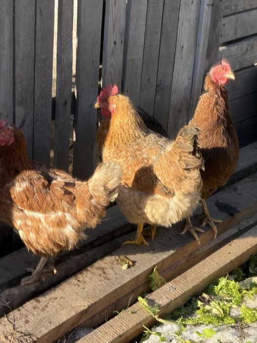 Інкубаційне яйце мішаних домашніх курей