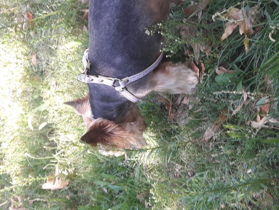 Красавчик йорк для вязки