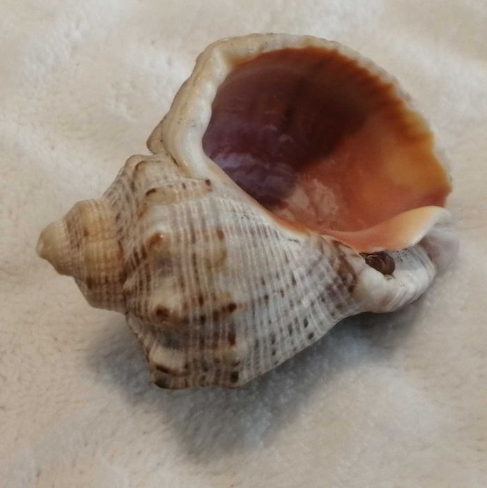 Muszla 4,8cm, 62 (Kreatywne)