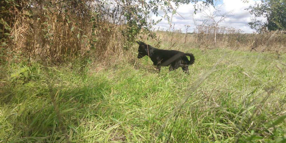 Ищем дом для собачки