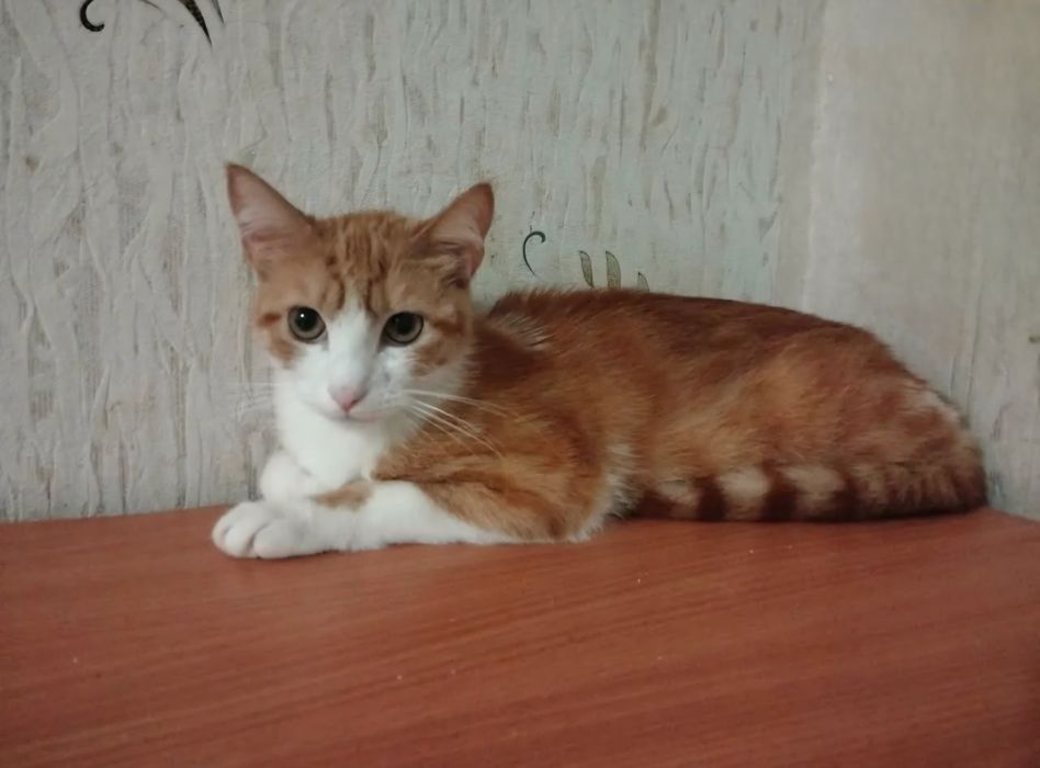 Отдам даром в добрые руки рыже-белого котика