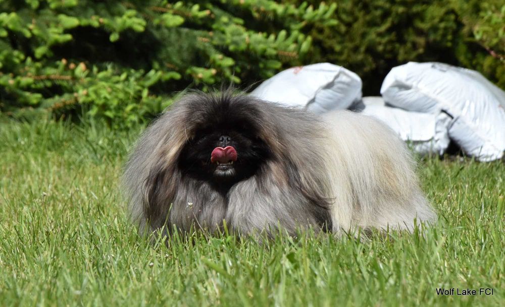 Pekińczyk ZKwP / FCI prawdziwy rodowód