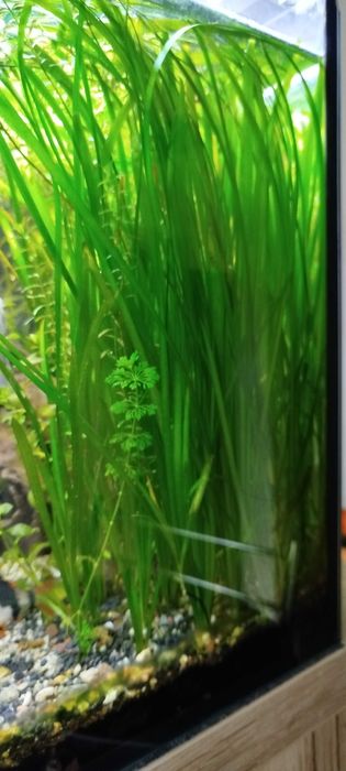 roślinki akwariowe  zestaw