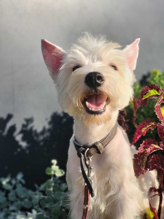 Цуценя West Highland White Terrier/ Вест Хайленд Уайт Терр'єр