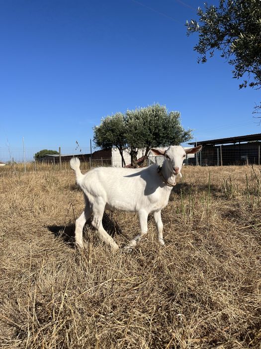 Cabrito saanen macho