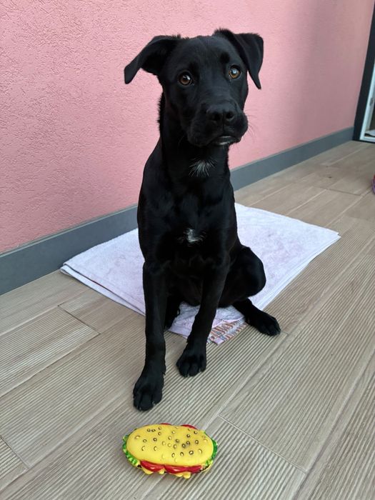 Cadela traçada labrador 5 meses