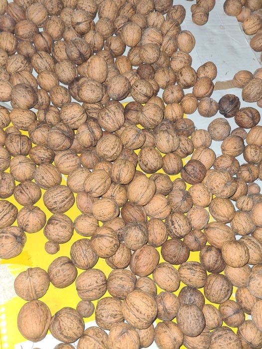 Orzechy włoskie zbiór 2024 rok