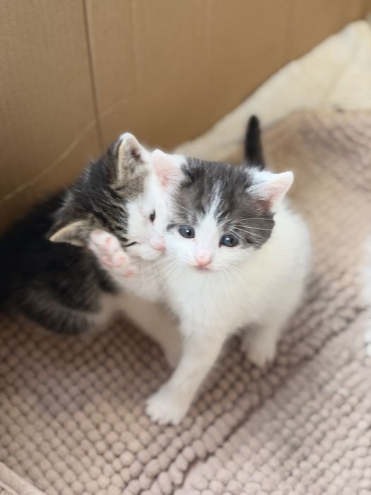 Кошенята  1 місяць