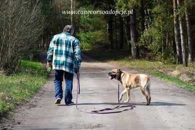 Ben mix molosa i prawdopodobnie labradora.