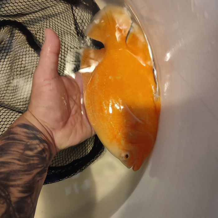 Pielęgnice pawiookie parka.