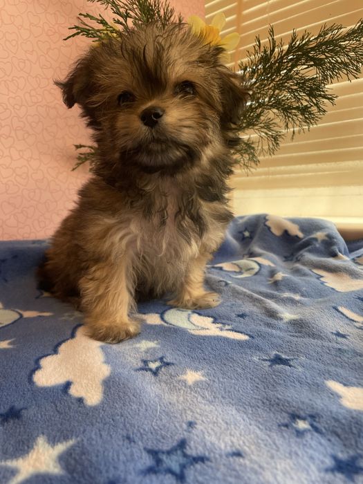 Щенки йркипу ,мальчик и девочка )